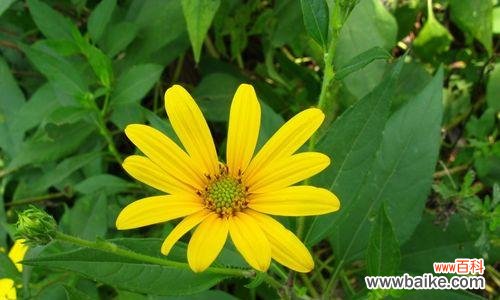 探索秋天中的色彩与丰收 秋天的美丽植物世界