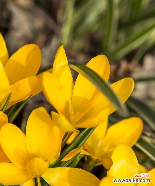 炽热的色彩 热情奔放之花——热烈花朵的鲜艳世界