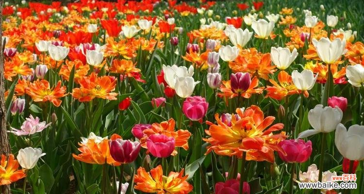 炽热的色彩 热情奔放之花——热烈花朵的鲜艳世界