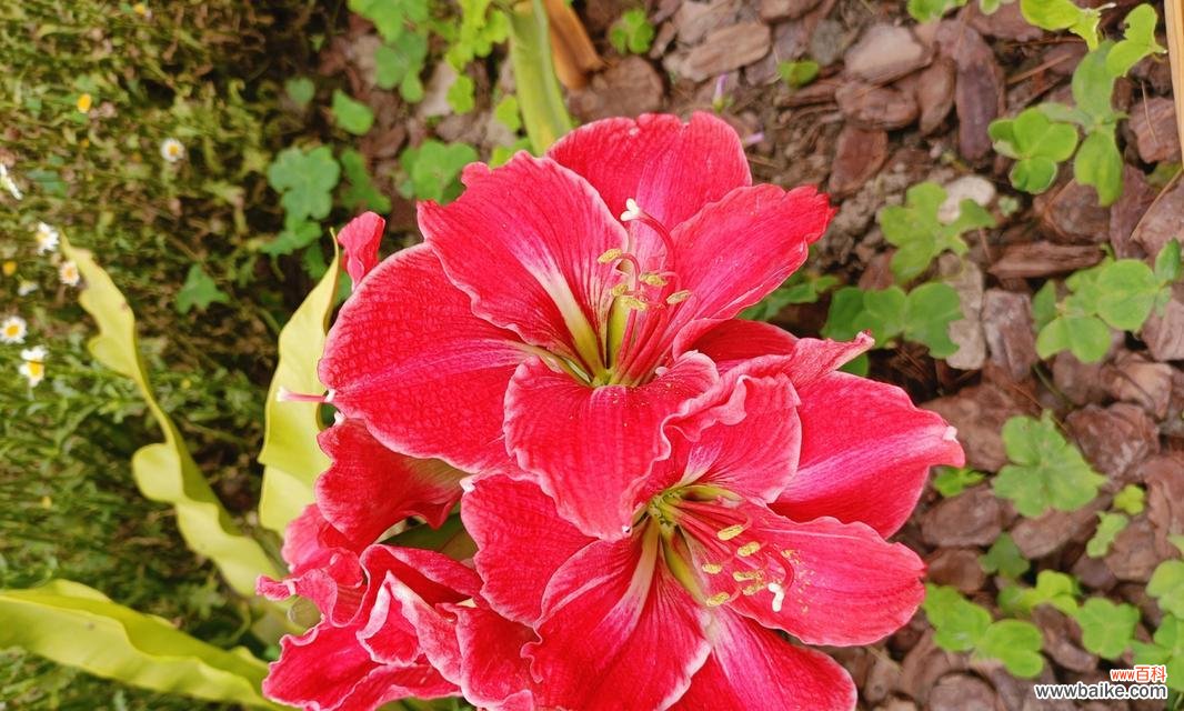 炽热的色彩 热情奔放之花——热烈花朵的鲜艳世界