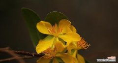 以代表善良的植物为主题的探索 善良的植物