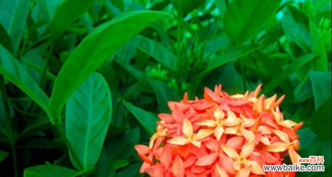 选择植物作为象征顺利的原因及意义 代表顺利的植物