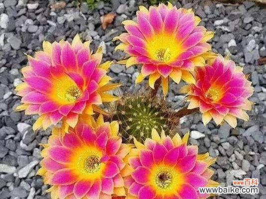 选择植物作为象征顺利的原因及意义 代表顺利的植物