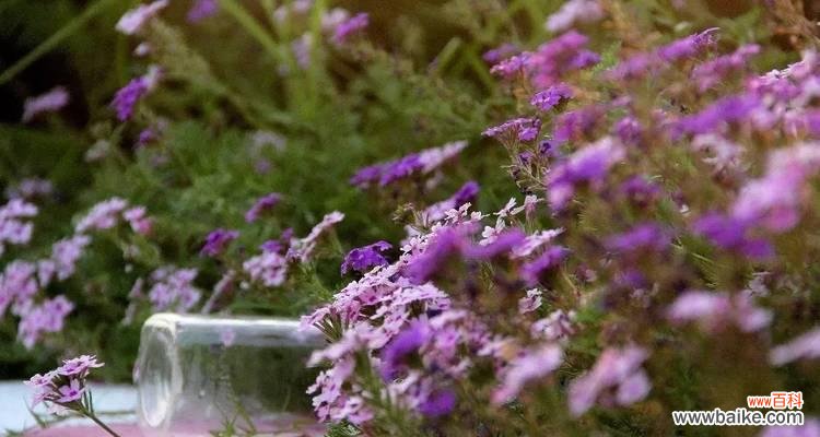 探索狮子座性格特质的花语之旅 狮子座的花