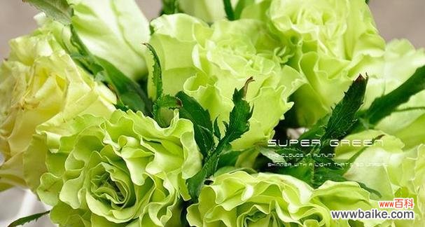 竹子与月季搭配的手捧花有何寓意？