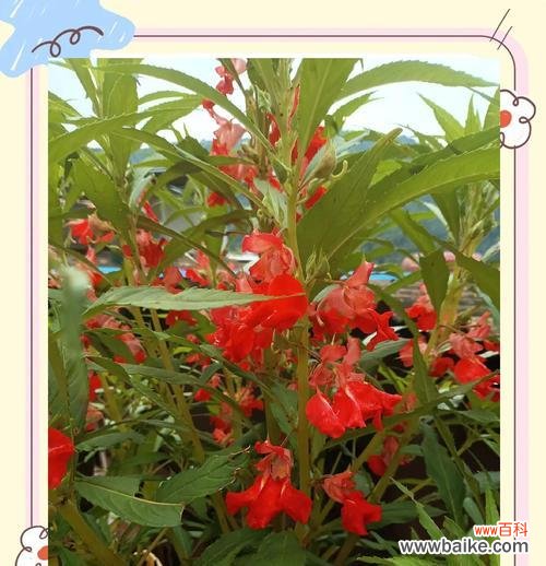 哪些花拥有爱情的寓意？