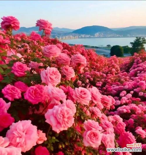 哪些花拥有爱情的寓意？