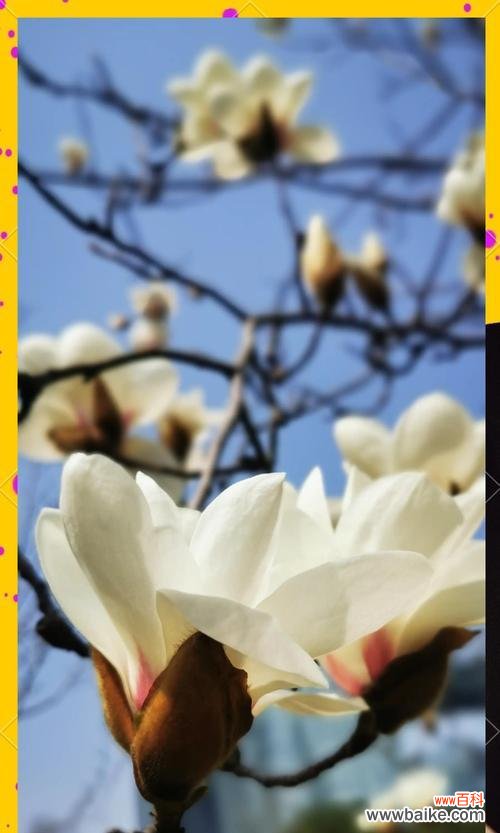 白色花在诗句中代表什么含义？