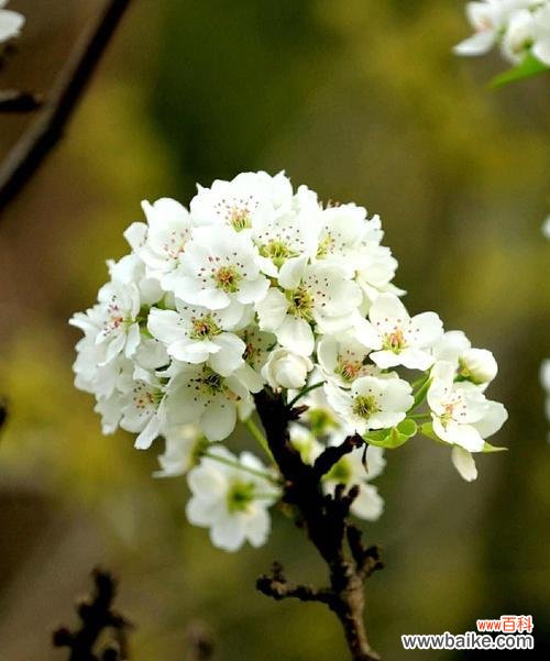 白色花在诗句中代表什么含义？