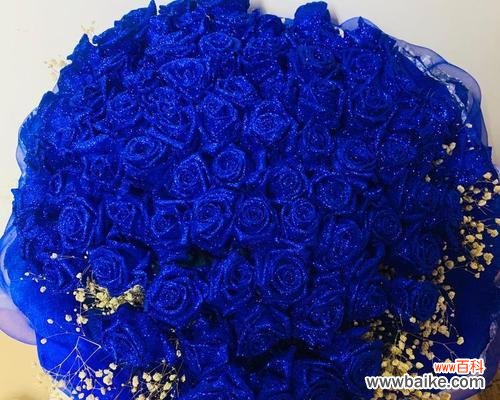 粉蓝色玫瑰花代表什么含义?