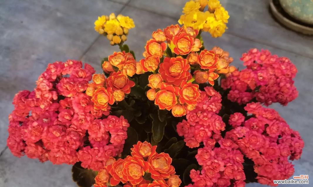 哪种花寓意着健康？它的花语和象征意义是什么？