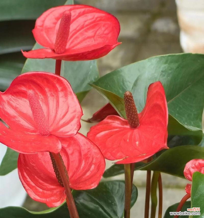 哪种花寓意着健康？它的花语和象征意义是什么？