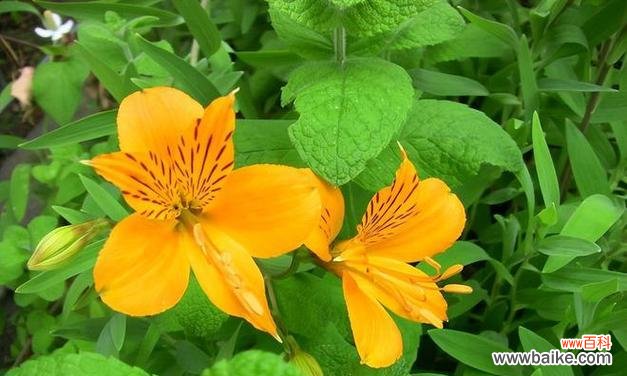 六出花有哪些文化寓意？六出花的文化意义是什么？