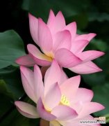 哪些花具有文化含义？花的文化寓意有哪些？