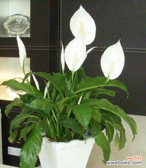 白色花一帆风顺的寓意是什么？白色花象征着什么？