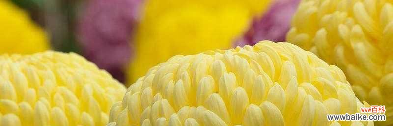 以六月菊的花语探寻生命的意义与美好 六月菊