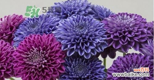 以六月菊的花语探寻生命的意义与美好 六月菊