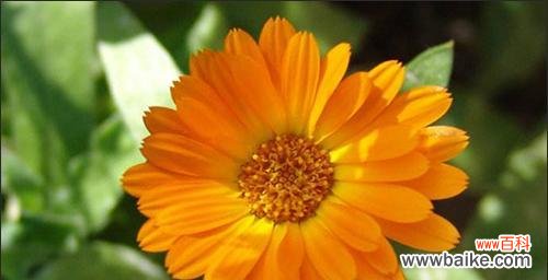 以六月菊的花语探寻生命的意义与美好 六月菊