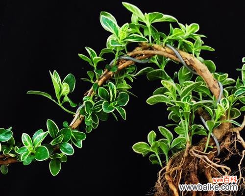 一场夏日奇迹 六月雪的美丽与寓意