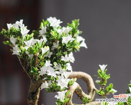 一场夏日奇迹 六月雪的美丽与寓意