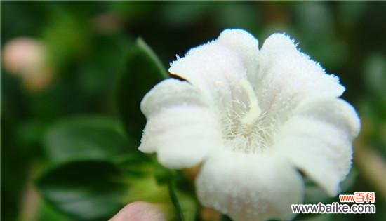 探寻六月雪花背后的深刻含义 六月雪的花语与寓意