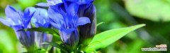 揭开龙胆花语的神秘面纱 龙胆花语探秘
