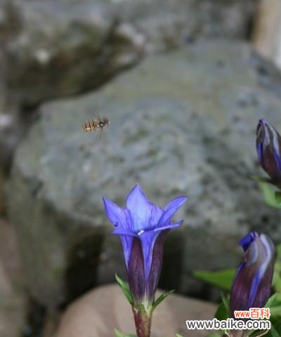 揭开龙胆花语的神秘面纱 龙胆花语探秘