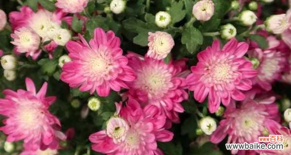 以六月菊的花语诉说离别的伤感与思念 花开花落，别离难舍