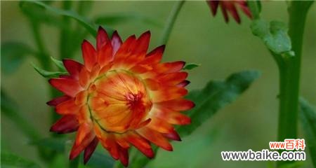 以六月菊的花语诉说离别的伤感与思念 花开花落，别离难舍