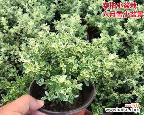 探索六月雪盆栽在生活中的象征意义 六月雪盆栽的寓意与意义