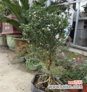 探索六月雪盆栽在生活中的象征意义 六月雪盆栽的寓意与意义