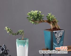 探索六月雪盆栽在生活中的象征意义 六月雪盆栽的寓意与意义