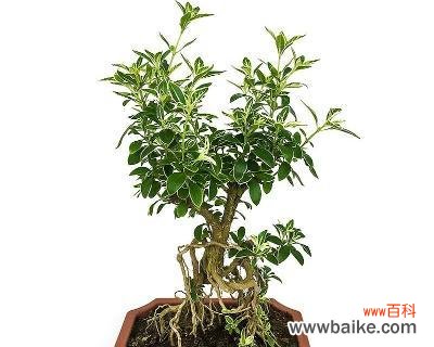 白雪纷飞 六月雪盆景——生命的希望