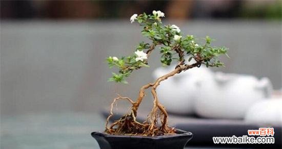 白雪纷飞 六月雪盆景——生命的希望