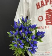 探寻花海中的心声 龙胆花，忧伤时的你的寄托