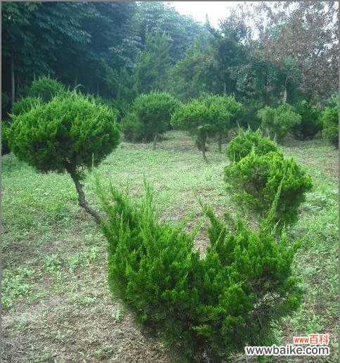 探寻龙柏之谜 龙柏的寓意和象征意义