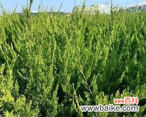 探寻龙柏之谜 龙柏的寓意和象征意义