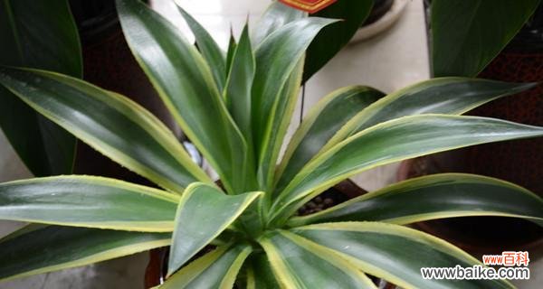 探寻龙舌兰花语中的秘密和意义 龙舌兰花语的奥秘