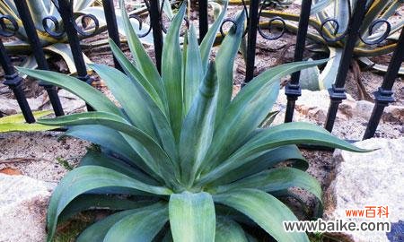 探寻龙舌兰花语中的秘密和意义 龙舌兰花语的奥秘