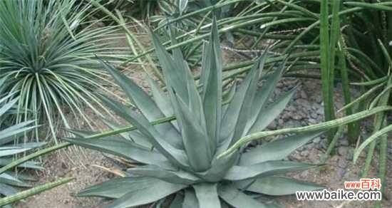 探寻龙舌兰花语中的秘密和意义 龙舌兰花语的奥秘