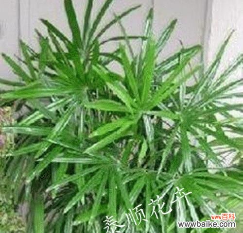 探索大自然的四季变化 四季芬芳，植物代表之旅