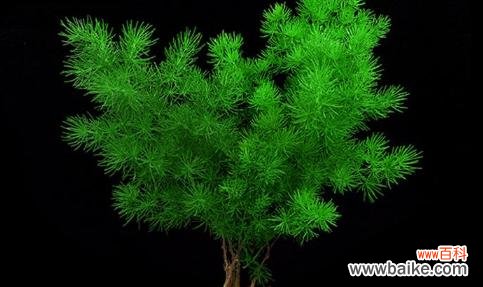 探索大自然的四季变化 四季芬芳，植物代表之旅