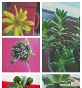 探索自然中的希望之光 代表希望的植物