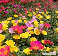 以代表夏天的植物花卉为主题的花园设计 夏日花园的缤纷盛景