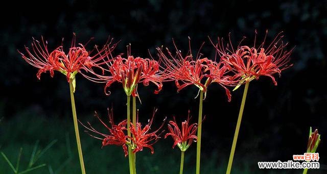 代表生命与坚韧的花朵之美 花开向死而生