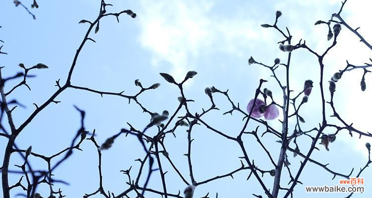 代表生命与坚韧的花朵之美 花开向死而生