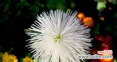 寒冷中绽放的孤芳 心灰意冷，花开寂寥