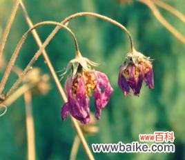 寒冷中绽放的孤芳 心灰意冷，花开寂寥