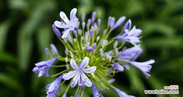 寒冷中绽放的孤芳 心灰意冷，花开寂寥