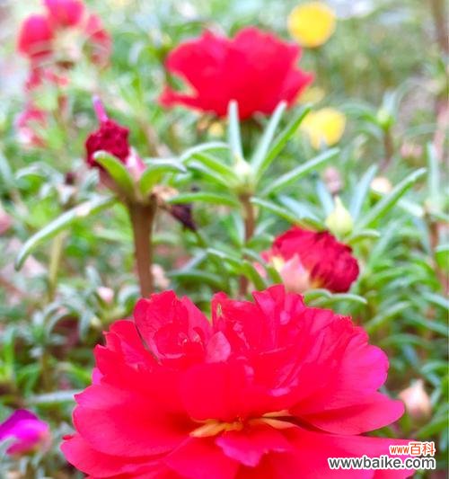 以代表阳光积极坚强的花为主题 花开向阳,积极向上